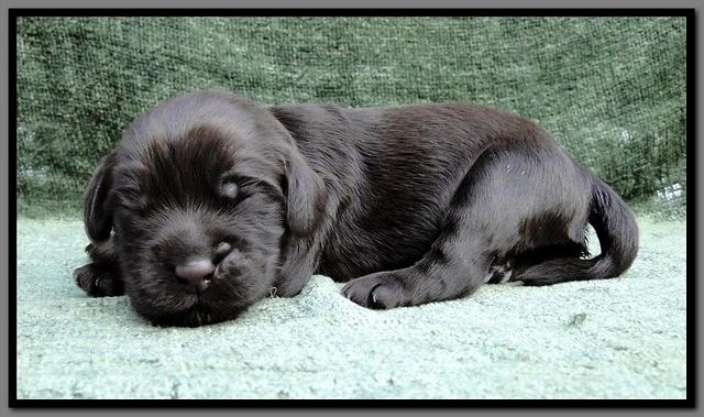 AH pups 1 wk old 32