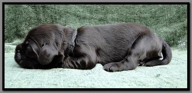 AH pups 1 wk old 35