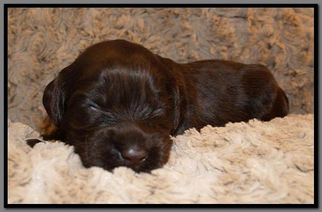 AH pups 2 wks old 6