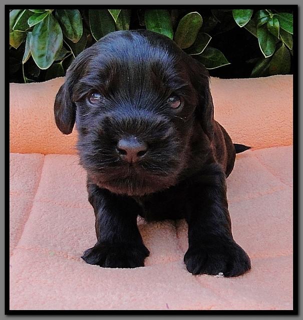 AH pups 3 wks old 18