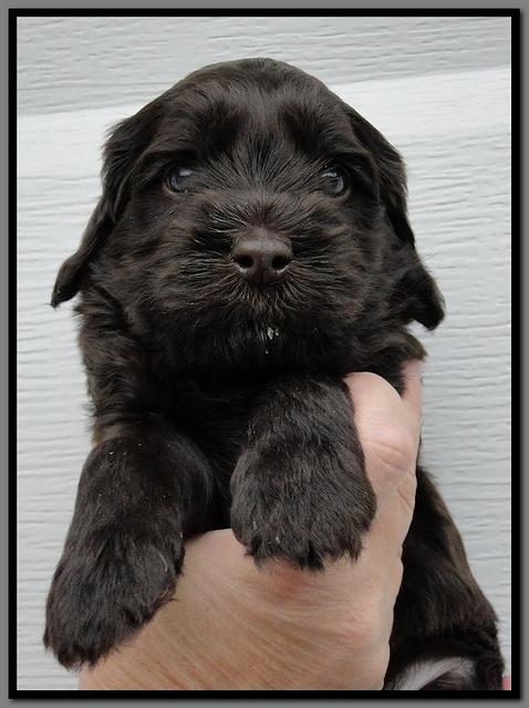 AH pups 4 wks old 18