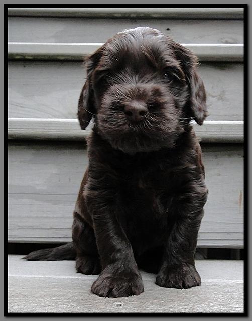 AH pups 4 wks old 21