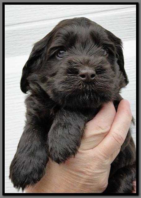 AH pups 4 wks old 22