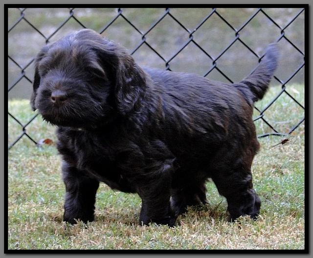 AH pups 5 wks old 34