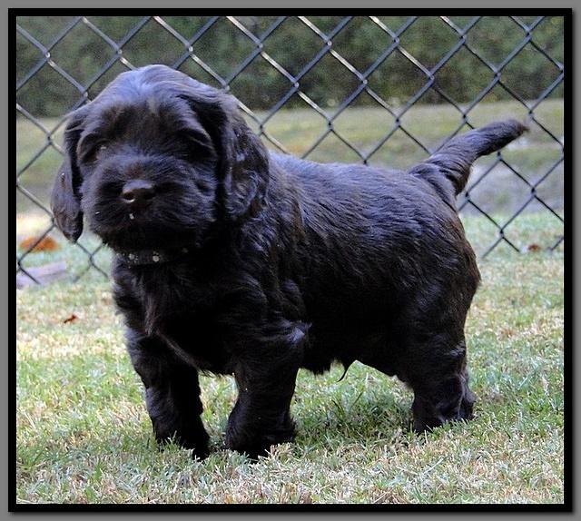 AH pups 5 wks old 35