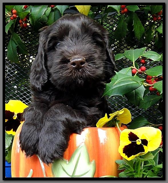 AH pups 6 wks old 3