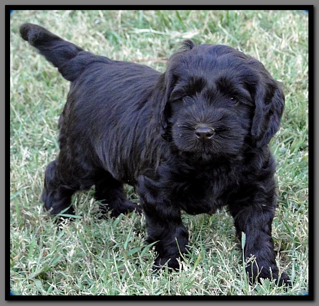 AH pups 6 wks old 74