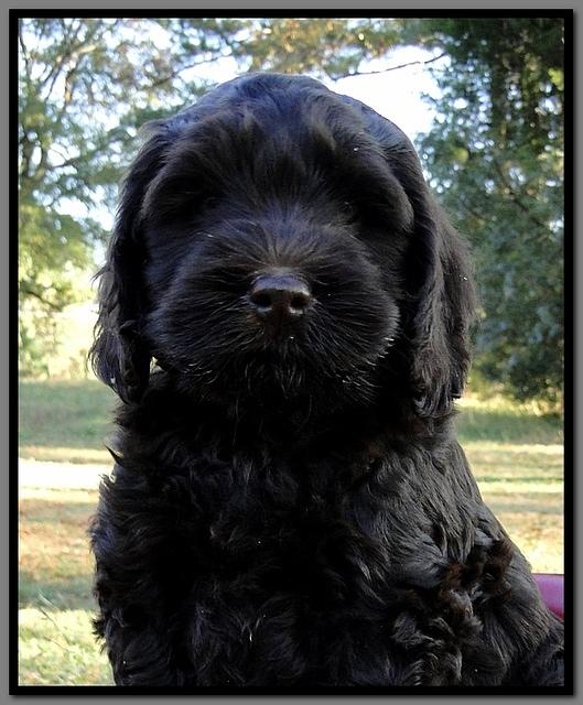 AH pups 8 .5 wks old 7