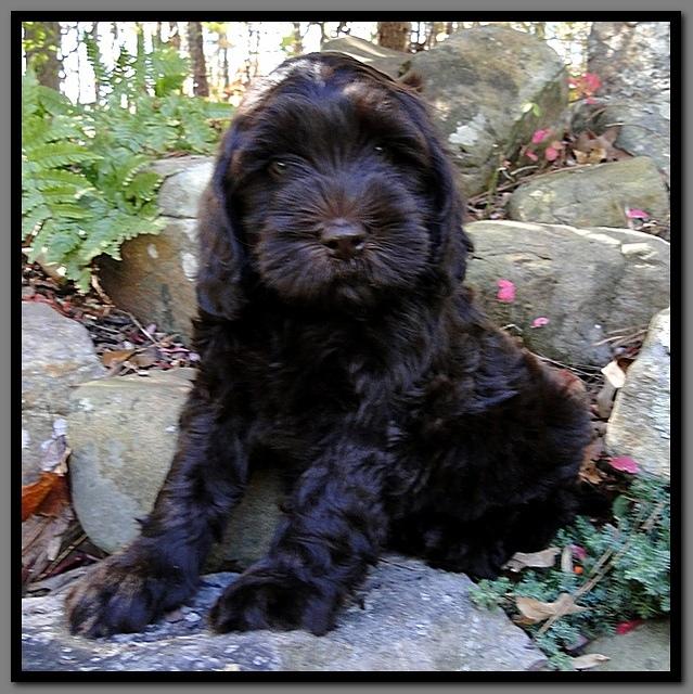 AH pups 8 wks old 30