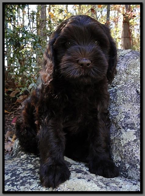 AH pups 8 wks old 32