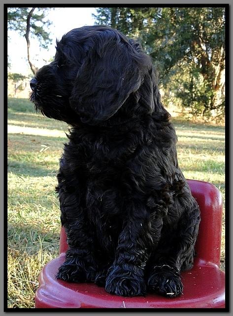 AH pups 8.5 wks old 5