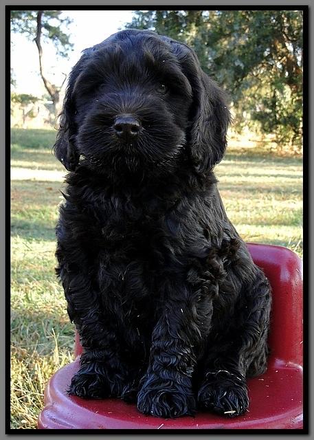 AH pups 8.5 wks old 6