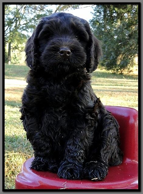 AH pups 8.5 wks old 7