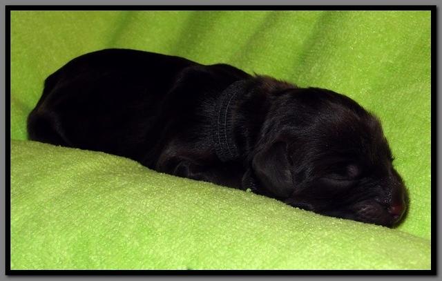 AH pups newborn 19