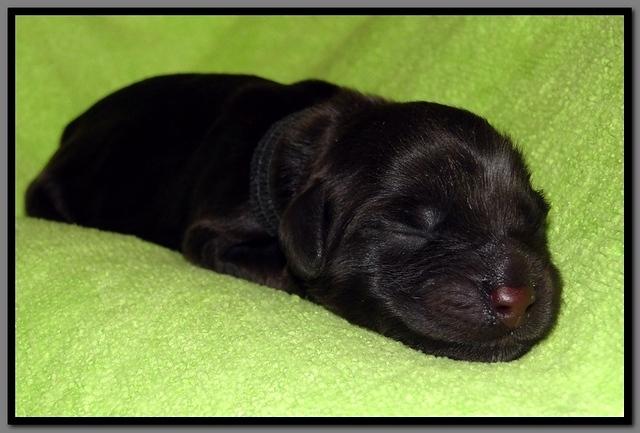 Ah pups newborn 20