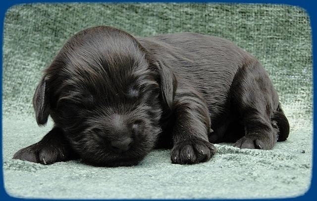 AH pups 1 wk old 6