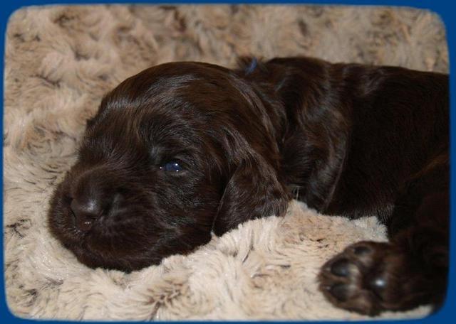 AH pups 2 wks old 31