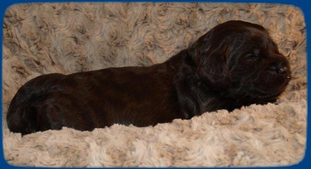 AH pups 2 wks old 32