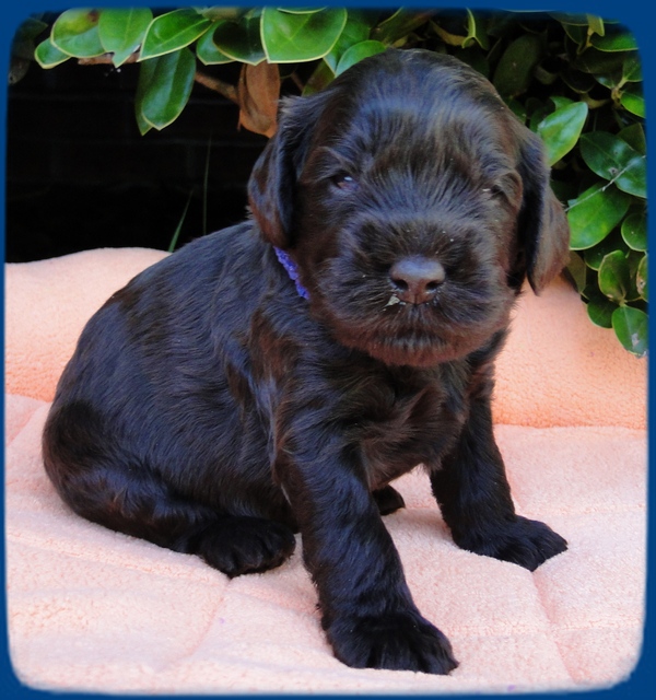 AH pups 3 wks old 2