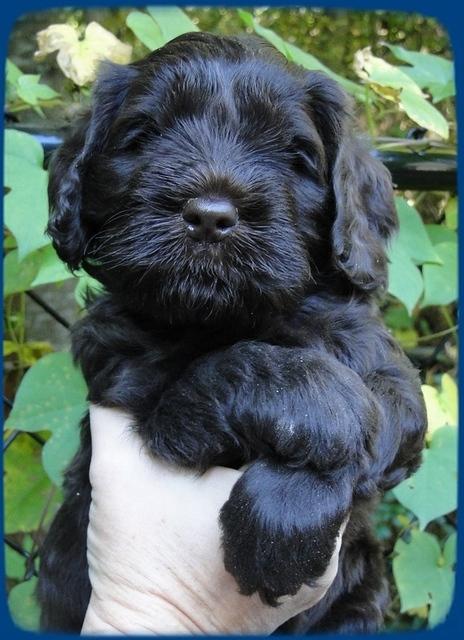 AH pups 5 wks old 2