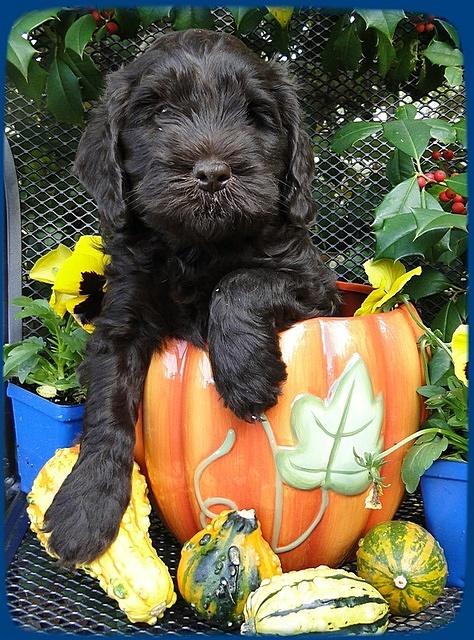 AH pups 6 wks old 36