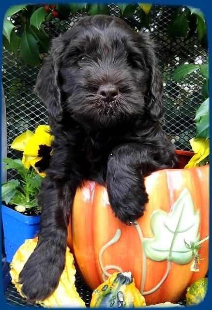 AH pups 6 wks old 55