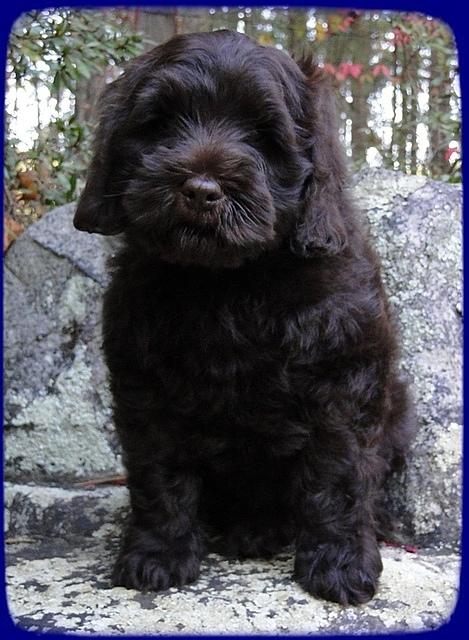 AH pups 8 wks old 21