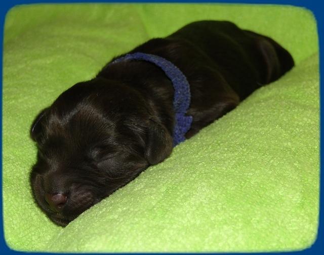 AH pups newborn 2