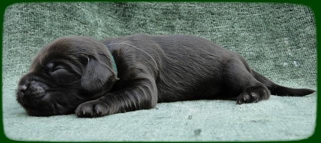 AH pups 1 wk old 18