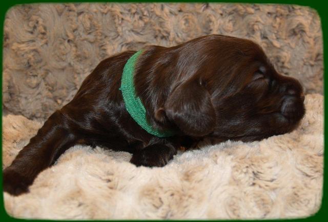 AH pups 2 wks old 2