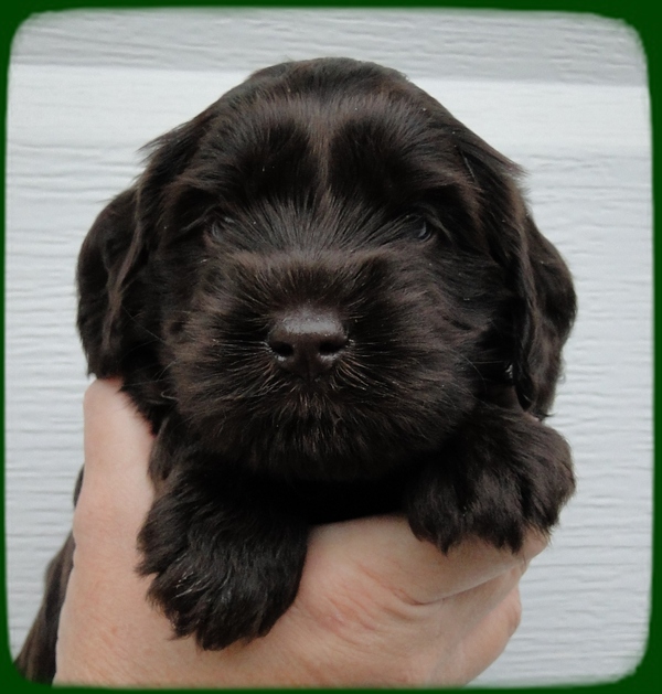 AH pups 4 wks old 31