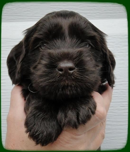 AH pups 4 wks old 32