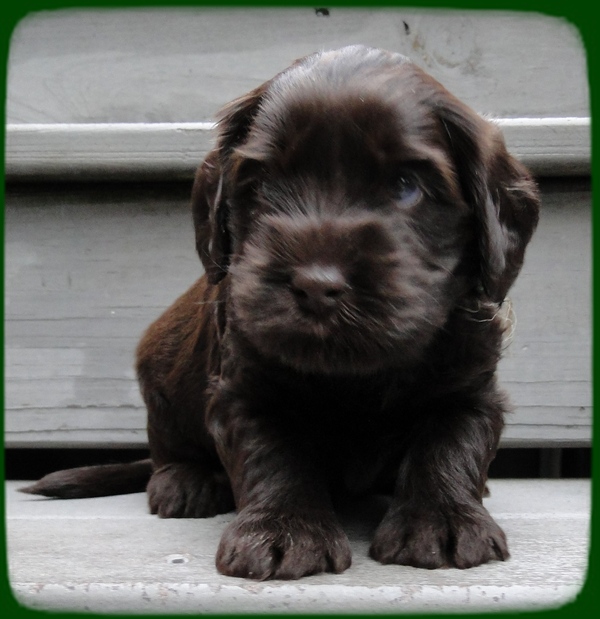 AH pups 4 wks old 34