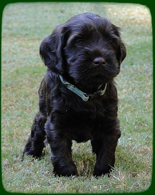 AH pups 5 wks old 11