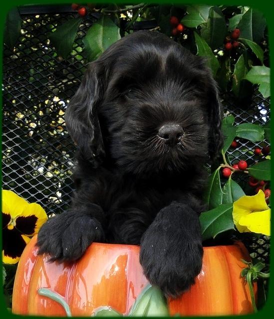 AH pups 6 wks old 26