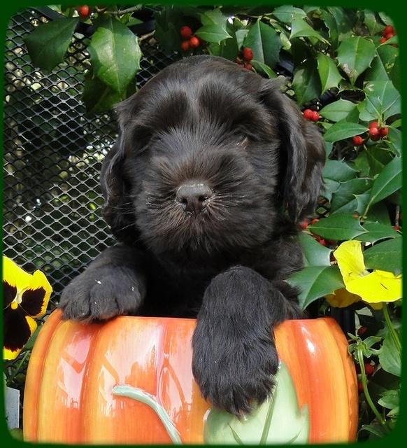 AH pups 6 wks old 29