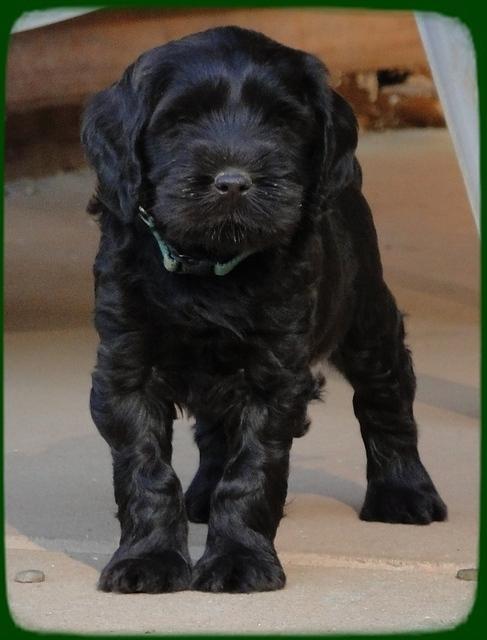 AH pups 6 wks old 60