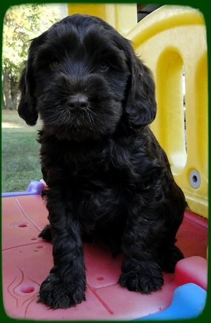 AH pups 7 wks old 28