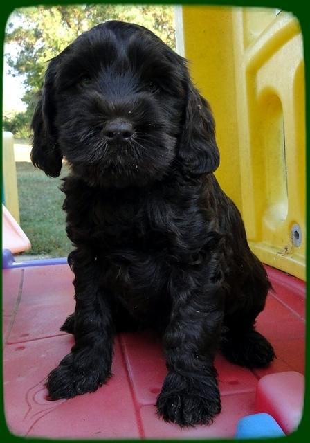 AH pups 7 wks old 29