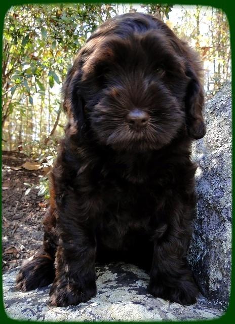 AH pups 8 wks old 25