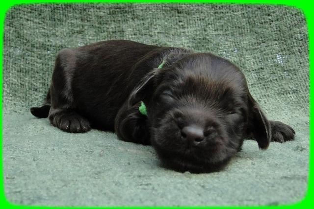 AH pups 1 wk old 28