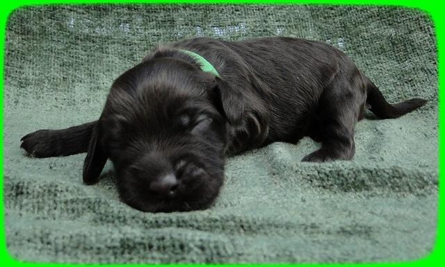 AH pups 1 wk old 29