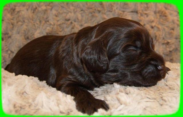 AH pups 2 wks old 12