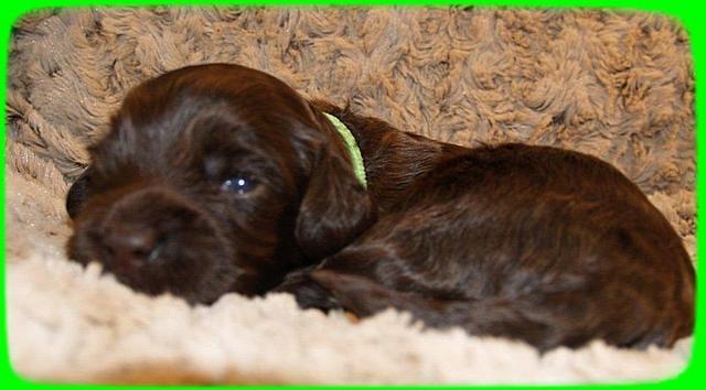 AH pups 2 wks old 13
