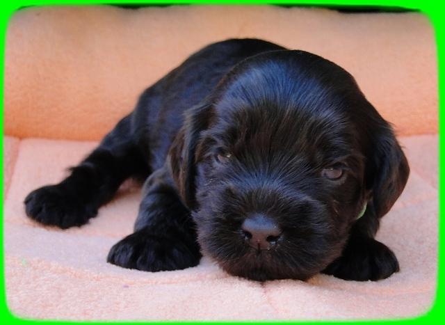 AH pups 3 wks old 12