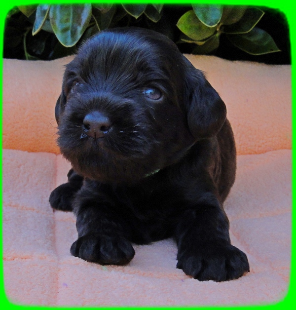 AH pups 3 wks old 15