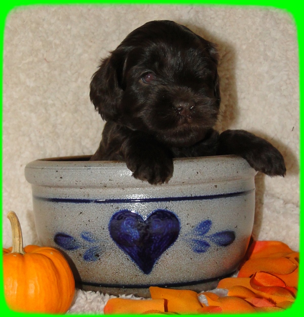 AH pups 4 wks old 75