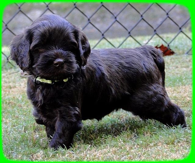 AH pups 5 wks old 29