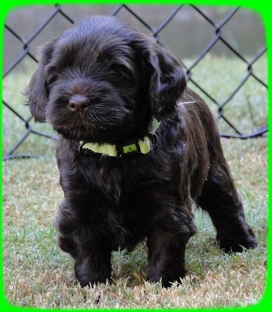 AH pups 5 wks old 30