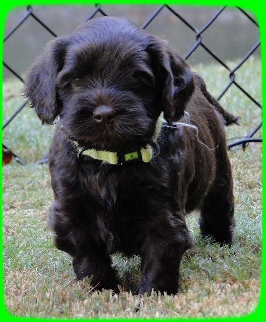 AH pups 5 wks old 31